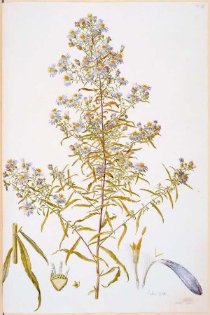 Aster spec. : Aster spec., Blatt 57. Deckfarben, Feder. Aus: Plantae selectae vivis coloribus depictae. Band 10., erschienen 1850
