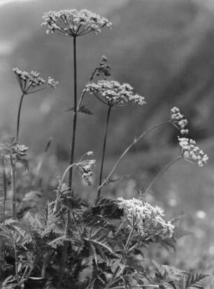 Blume (Doldenblütler oder Doldengewächse?)
