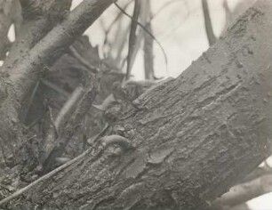 Kleine Bartfledermaus (Myotis mystacinus KUHL.), an einer Weide ruhend
