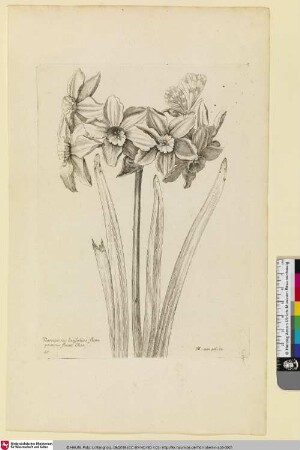 Narcissus latifolius flore pronsus flauo Clus.