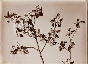 Kirschblüte
