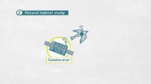 Travel Precision of Migratory Birds: The Role of Genes
