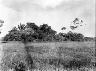 Baumgruppe : Baumgruppe und Sträucher in der Pampa