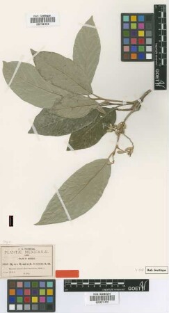 Styrax ramirezii Greenm. [isotype]
