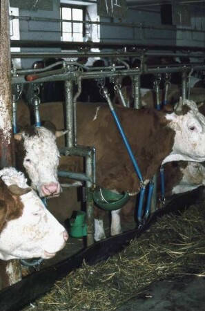 Fotografie: Milchviehhaltung, Stallsystem, Anbindestall, Anbindevorrichtung