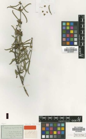 Callistachys oxylobioides Meisn. [Isosyntype]