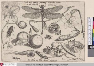 [Insekten, Pflanzen und Früchte mit Libelle im Zentrum]