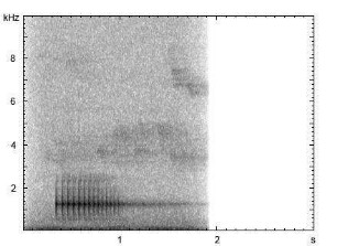 Buntspecht | Dendrocopos major - Trommeln, agonistischer Laut