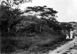 Kökkenmödding (Deutsche Indien-Expedition 1926/1929 - 4. Andamanen)