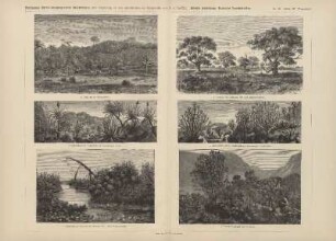 Afrika III. (Vegetation)