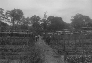 Gemüsegarten in Duala.