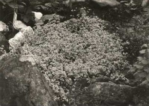 Moor-Labkraut (Galium uliginosum) in Schellerhau im Pflanzengarten (heute wohl Botanischer Garten Schellerhau)