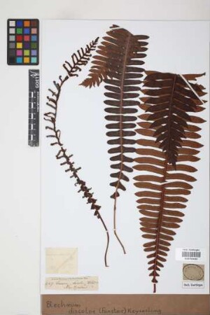 Blechnum discolor (Forst.) Keyserl., 1873