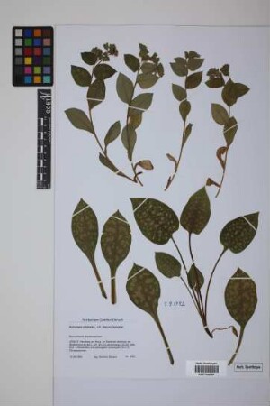 Pulmonaria officinalis L. x P. obscura Dumontier