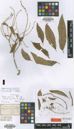 Croton oblongifolius Roxb.