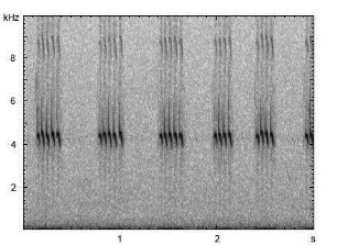 Feldgrille | Gryllus campestris - Stridulation