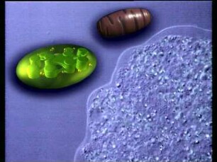 Endosymbiosis hypothesis
