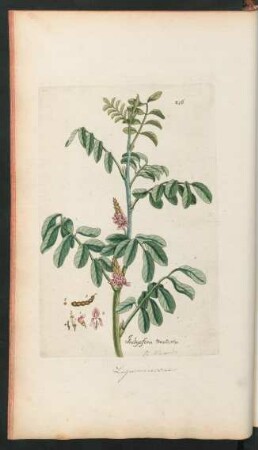 216. Indigofera tinctoria