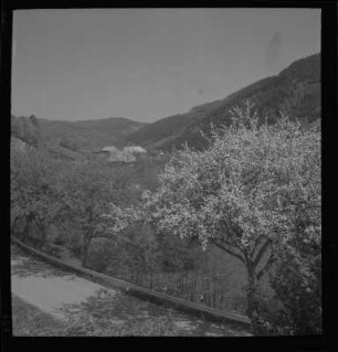 Frühling in Mühlenbach