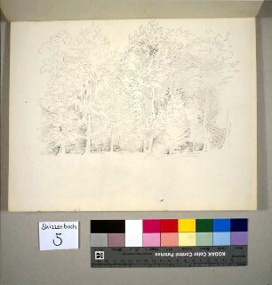 Waldstück