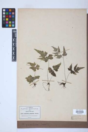 Asplenium pumilum