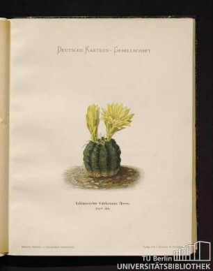 Tafel 144. Echinocactus Gürkeanus Heese.