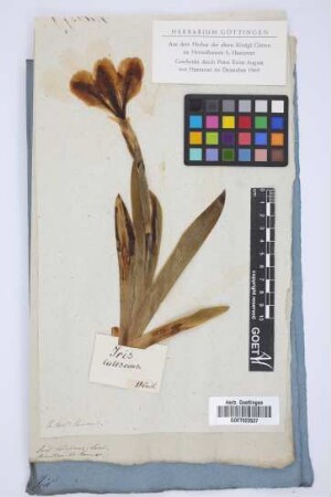 Iris lutescens Lam.