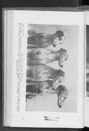 Die Koppel russischer Windhunde.