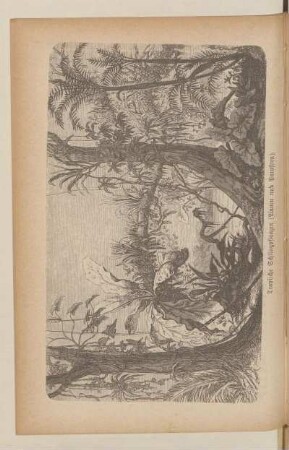 Tropische Schlingpflanzen (Lianen und Parasiten)
