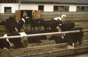 Fotografie: Stallsystem, Funktionsbereich, Laufhof, Milchviehhaltung, Futtervorlage