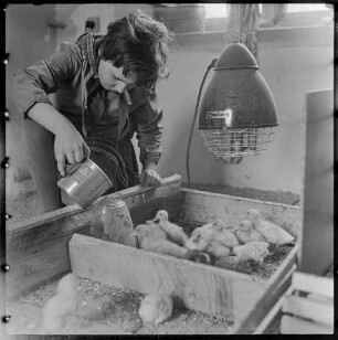 Jungpioniere auf Bauernhof, Bild 2, 1960. SW-Foto © Kurt Schwarz.