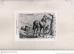 Pferd - Cheval
