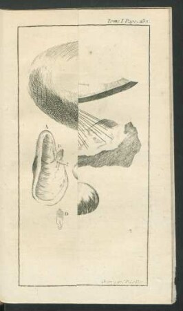 Tafel: La Moule et la Pinne marine.
