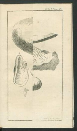 Tafel: La Moule et la Pinne marine.
