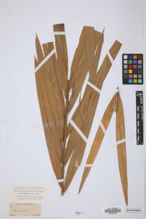 Calamus grandis Griff.