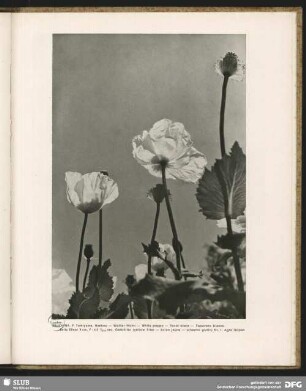 Weißer Mohn