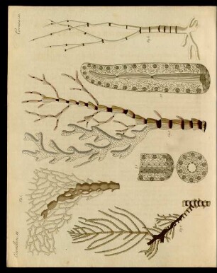 Corallen-Polypen.