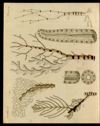 Corallen-Polypen.