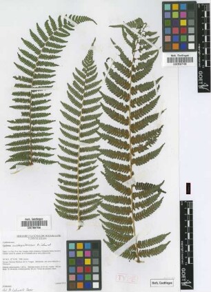 Cyathea austropallescens Lehnert [paratype]