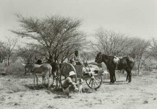 Jagd in der Trockensavanne : Namibia (ehem. Südwestafrika). Savanne. Abtransport der Jagdbeute, Oryxantilopen, mit einem Eselskarren