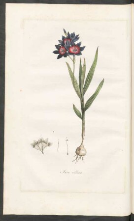 Ixia villosa