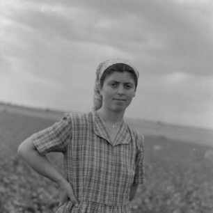 Baumwollernte auf den Feldern der Landwirtschaftlichen Produktionsgenossenschaft in Usundshowo. Beste Baumwollpflückerin, Iwanka Nikolowa