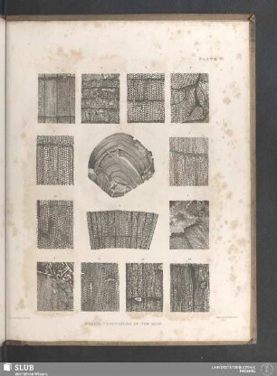 Plate V. Fossil Vegetables of the Lias