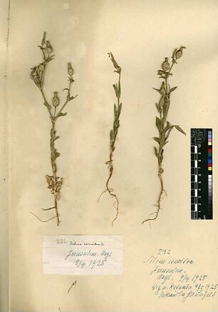 Caryophyllaceae Silene conoidea Linné, Carl von (1707 - 1778) [Katamon]