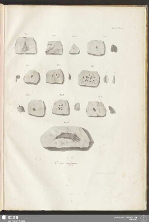 Fascl: I. Tab: I. Piscium reliquiae