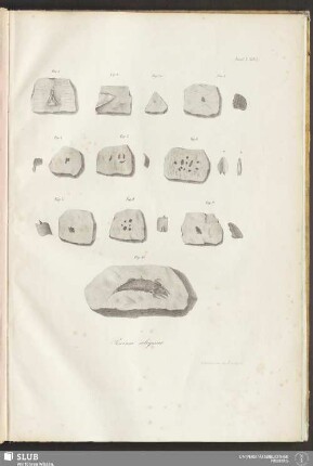 Fascl: I. Tab: I. Piscium reliquiae