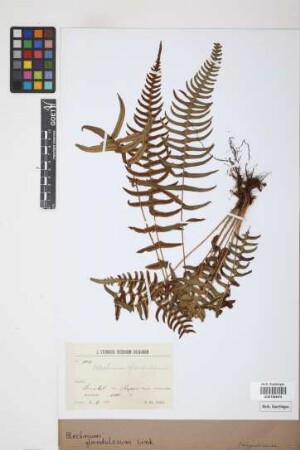 Blechnum appendiculatum Willd.