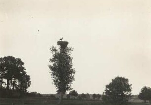Weißstorch (Ciconia ciconia L.), im Nest auf einer Pappel