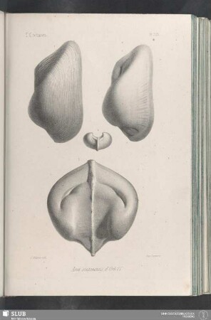 Pl. 323