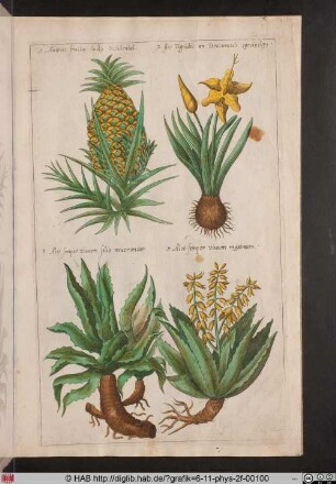 [Ananas und Aloe]